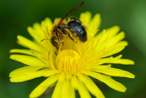 Andrena nitida